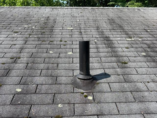 Before: Moss, Lichen, & Algae