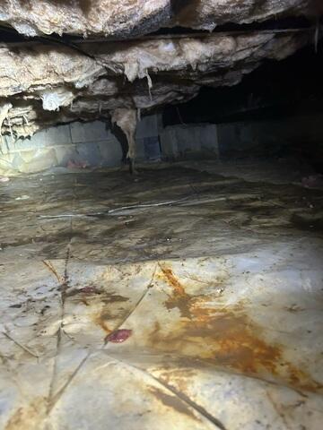 Nasty Crawl Space