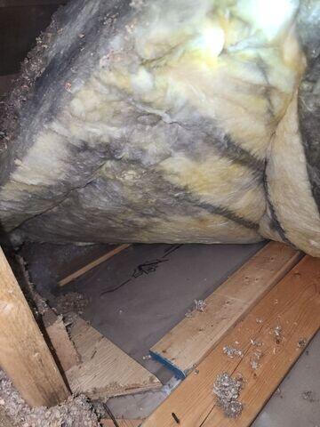 Traces de moisissure