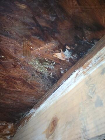 Wet Crawl Space Wood
