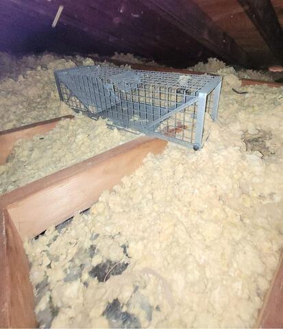 Old insulation with squirrel trap