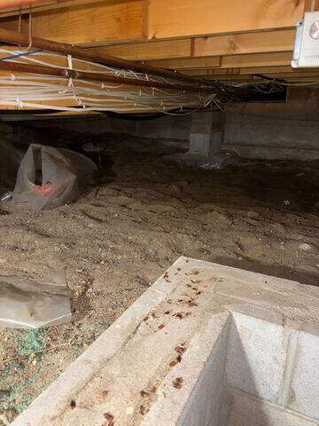 Rodent Activity and Exposed Soil in Crawl Space (Before)