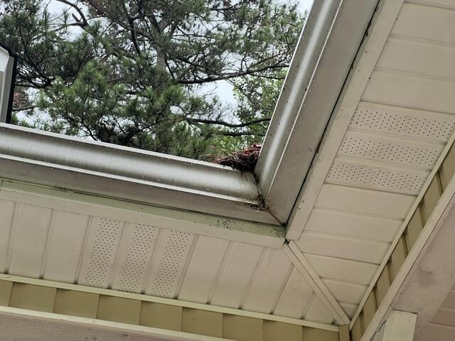 Wildlife making them selves at home