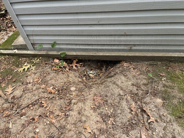 Groundhog Burrows