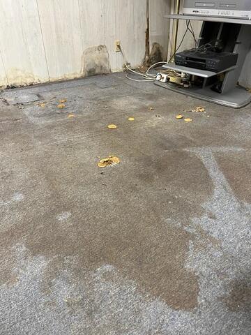 Old and Wet Basement