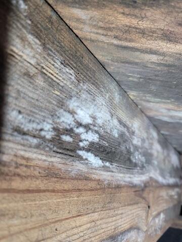 Moldy Wood