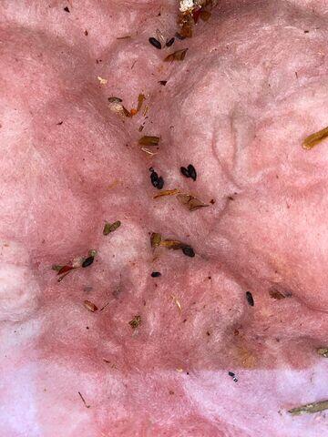 Rodent droppings