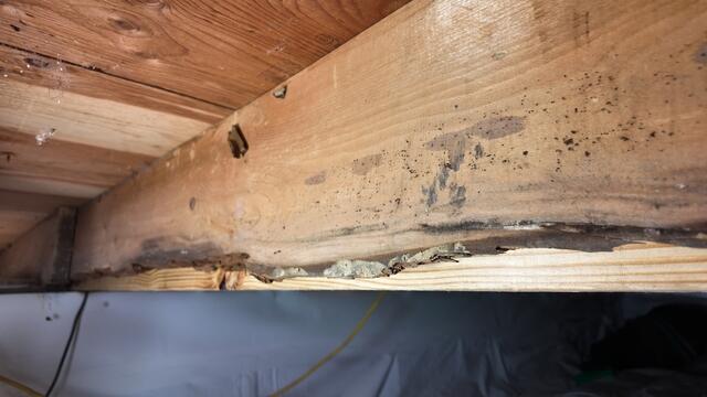 Damaged Wood in Crawl Space in Loveland, OH