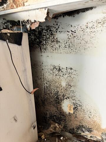 Black Mold Growing