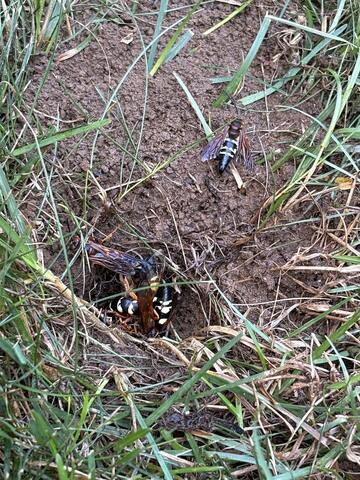 Multiple Cicada Killers