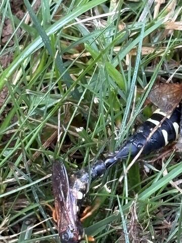 How Were They Named?