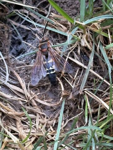 The Right Treatment for Cicada Killer Wasps