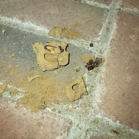 Types of Mud Daubers in New Jersey