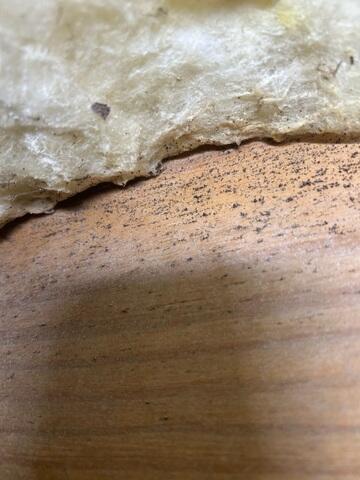Mold Issues