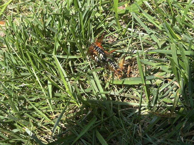 Non-Aggressive Stinging Insects