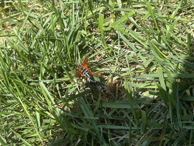 Cicada Killer Wasps Having Fun