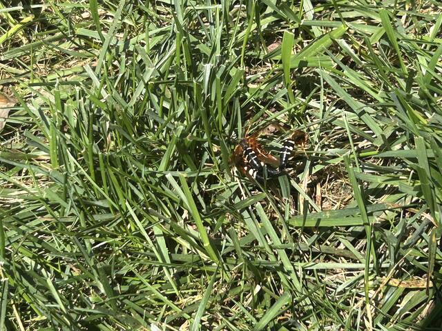 What They Do To Cicadas