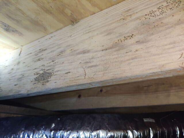 Mold Issues