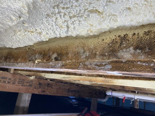 Mold and Moisture Damage on Floor Joists