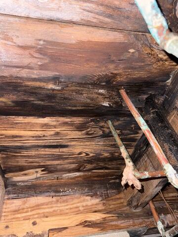 Rotted Wood