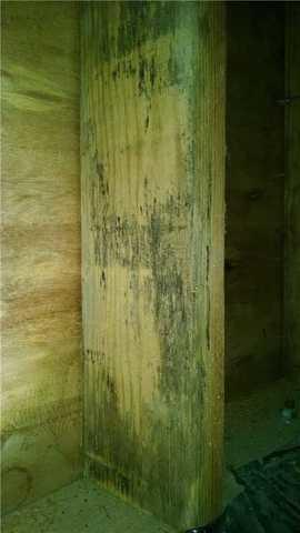 Mold on the foundation