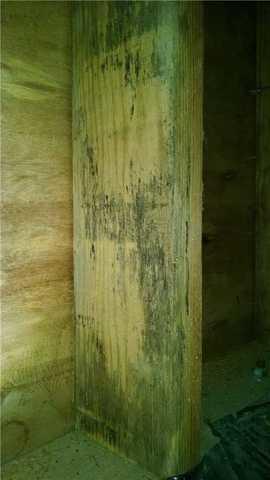 Mold on the foundation 