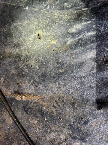 Crawl Space During Inspection