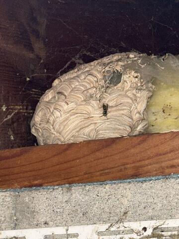 The First Portion of the Treatment