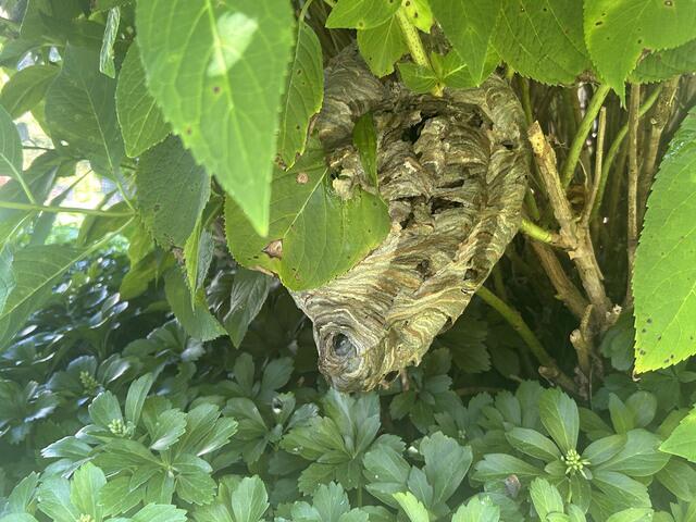 Two Different Treatments