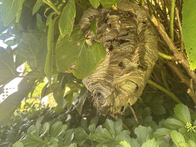 Remove & Dispose the Nest