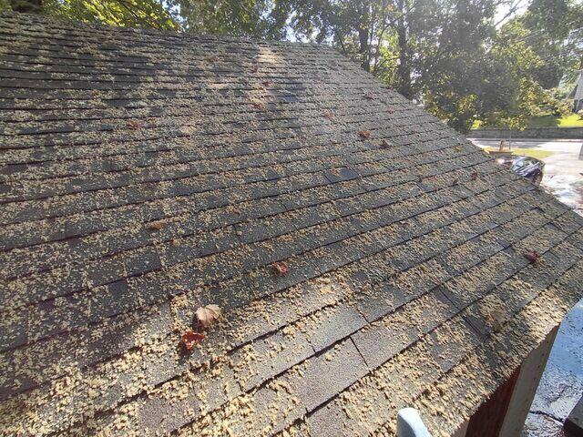 Moss after treatment