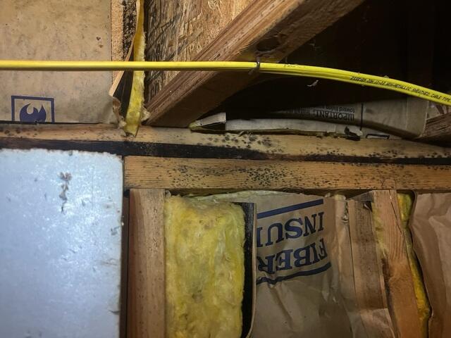 Before CleanSpace© - A Moldy Crawl Space