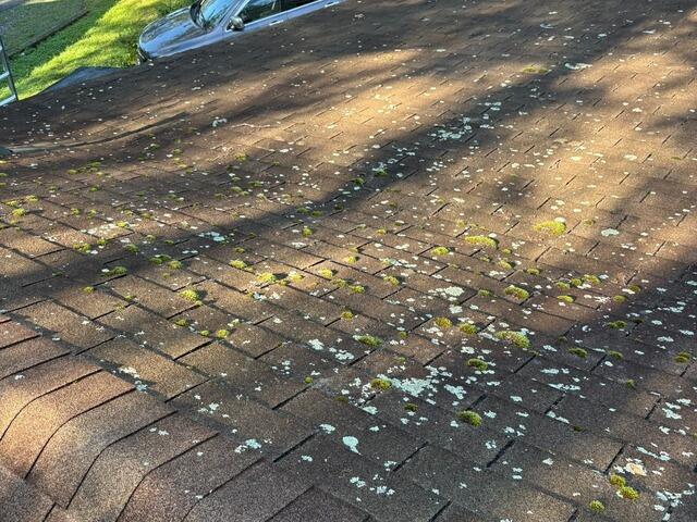 Before: Moss and Lichen Growth