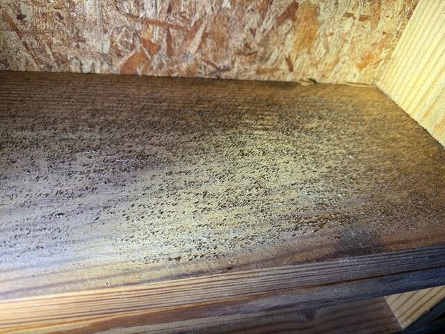 Mold Issues