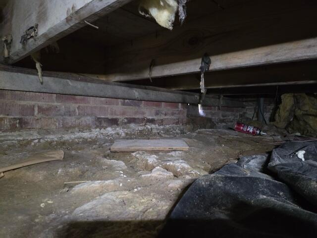 Basement Mold