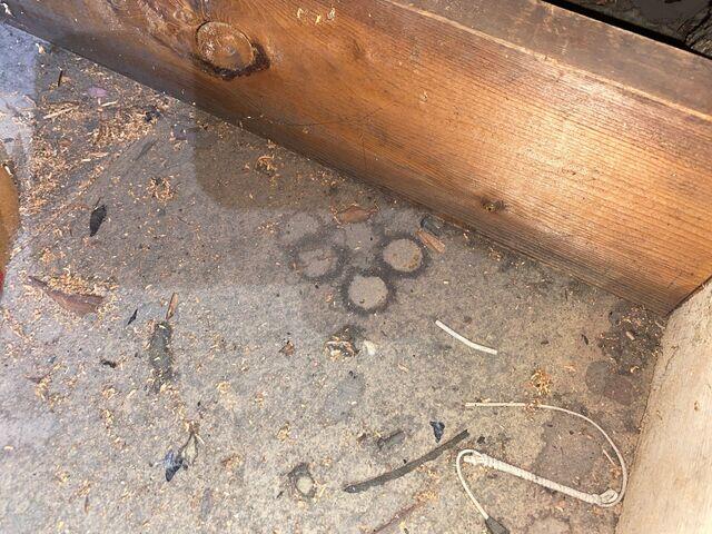 Rodent droppings