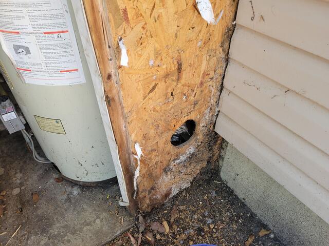 Termite Treatment Time