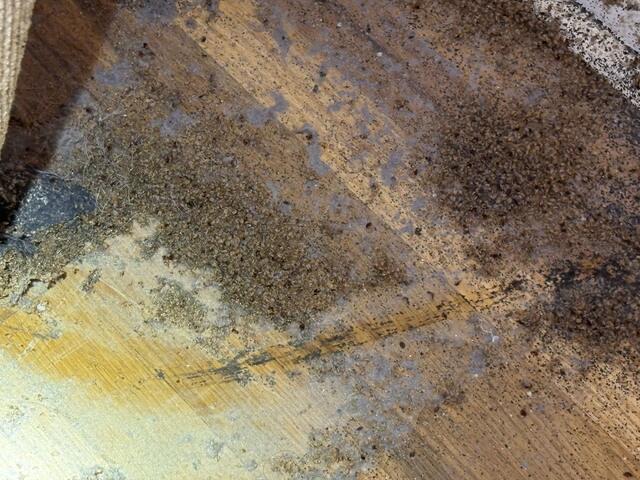 Next Bed Bug Treatment