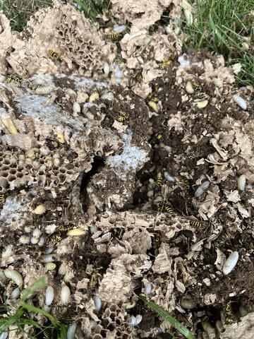 Designed to Neutralize