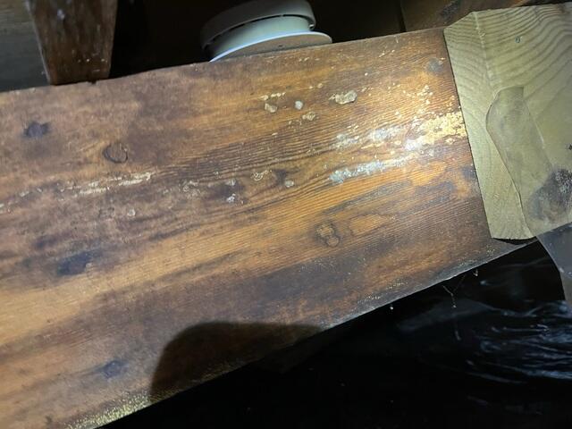 Mold Growth