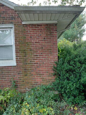 Algae stains on brick home