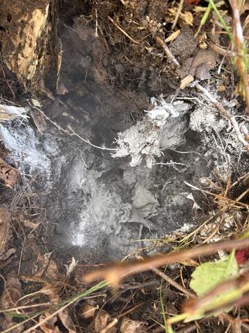 Treating the In-Ground Nest