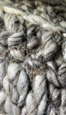 Moth Larvae