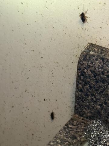 EPA Application for Cockroaches