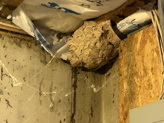 One Large Yellow Jacket Nest