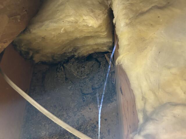 Yellow Jacket Treatment