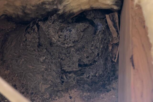 A Large Yellow Jacket Nest