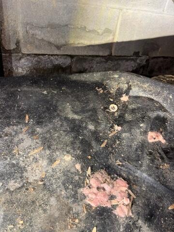 Severe Mold from Water Intrusion