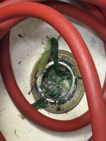 Immediate Elimination