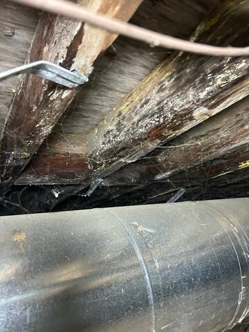 Mold Growth and Wood Rot